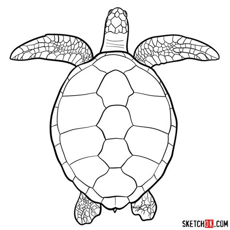 turtle images drawing|Explore 497+ Free Turtles Illustrations: Download Now .